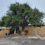 Arbol en el Museo de paleontología